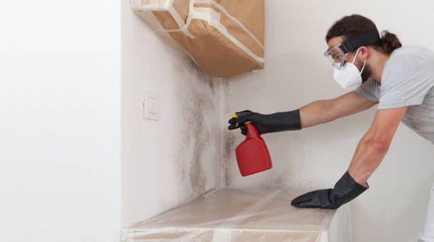 Basement Mold Remediation treatment on basement walls in Plano