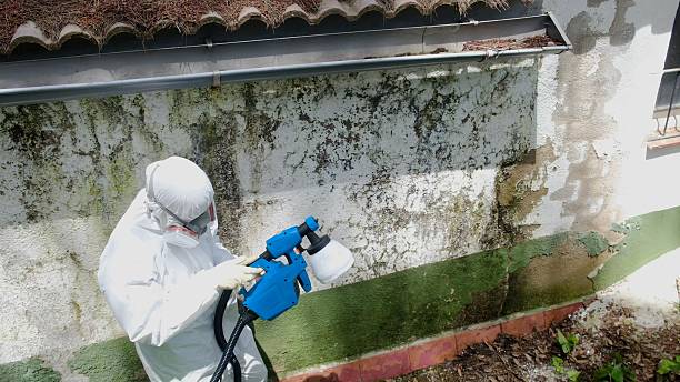 Mold Removal service in Plano